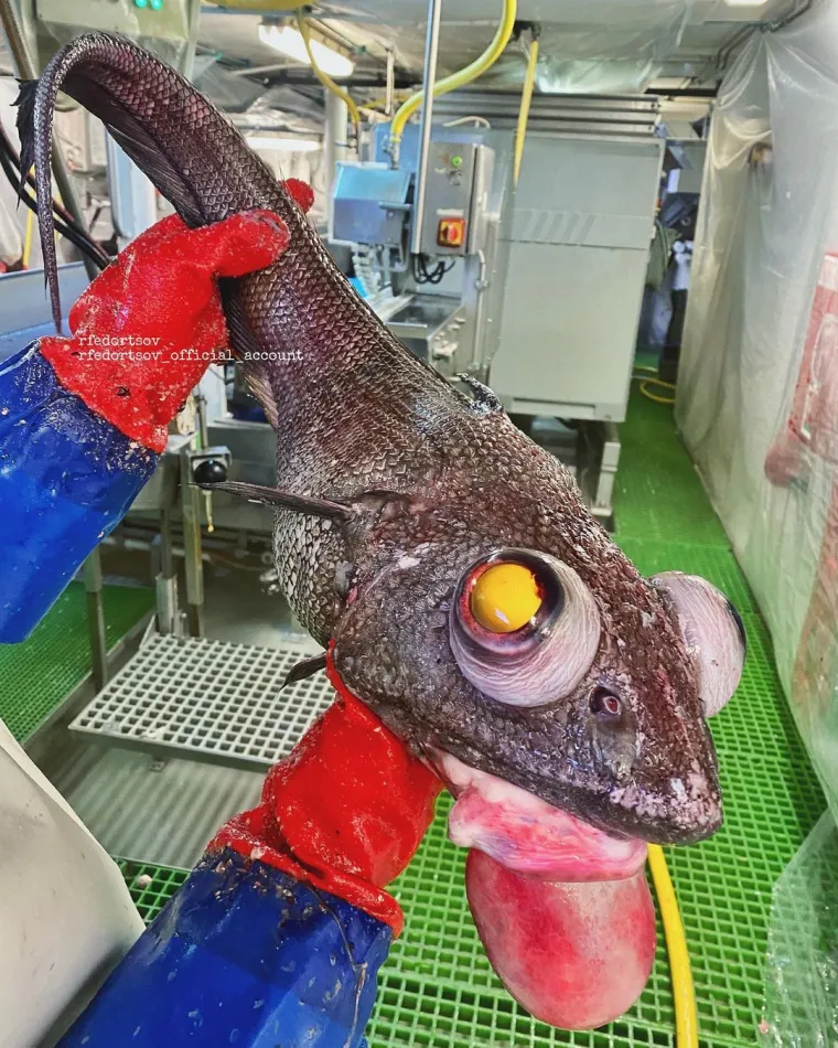 Nije da vam želimo pokvariti odlazak na more, ali svjesni ste da vas ove be&scaron;tije promatraju iz dubina dok vi ma&scaron;ete nogicama?