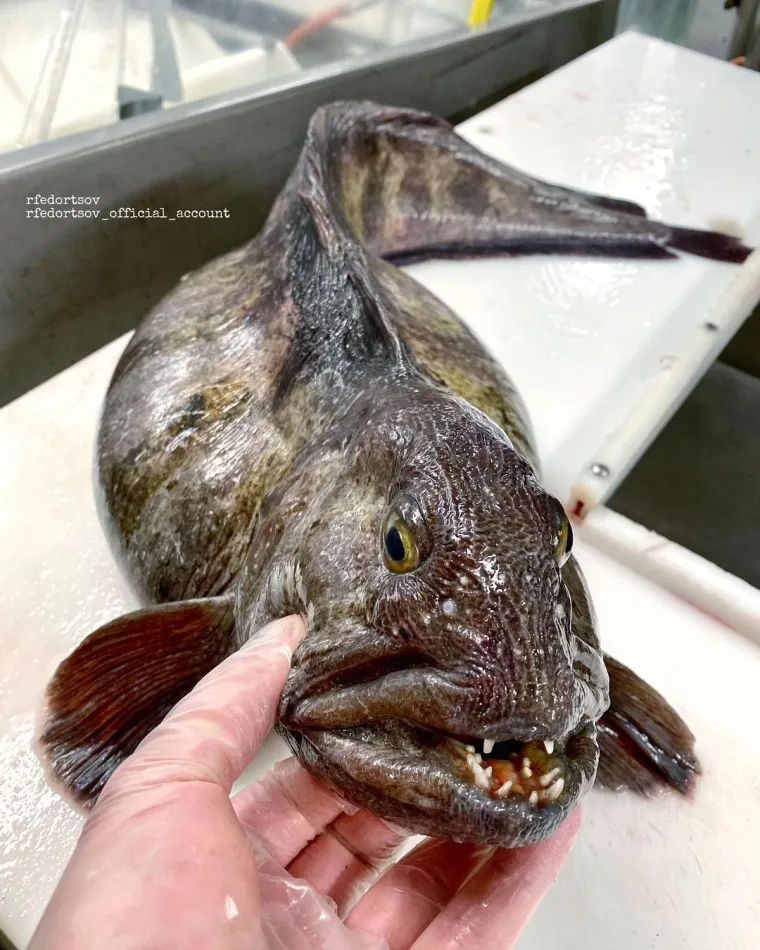 Nije da vam želimo pokvariti odlazak na more, ali svjesni ste da vas ove be&scaron;tije promatraju iz dubina dok vi ma&scaron;ete nogicama?