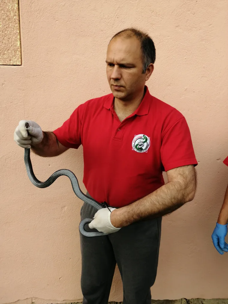 Zmijolovci u akciji