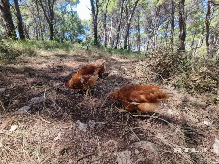 Ekipa RTL-a posjetila otok Jaz na kojem živi &scaron;vedska manekenka: Pogledajte koga i &scaron;to su prona&scaron;li