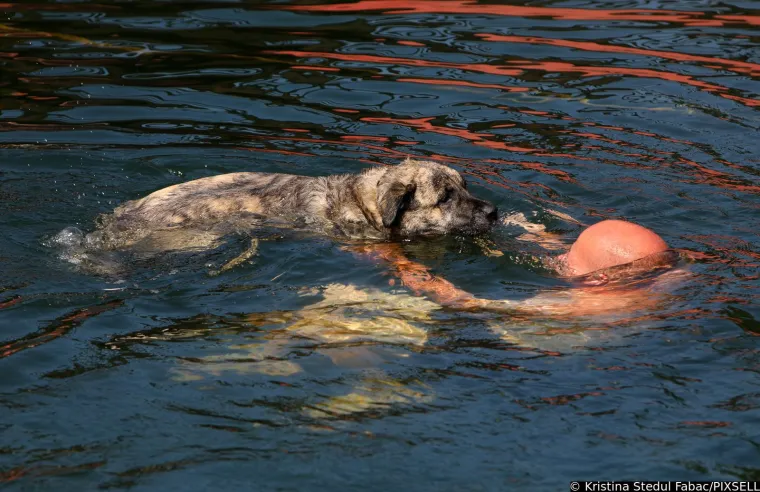 Psi su jedva dočekali skočiti u Koranu: Karlovčani poveli ljubimce na kupanje, pogledajte to veselje!