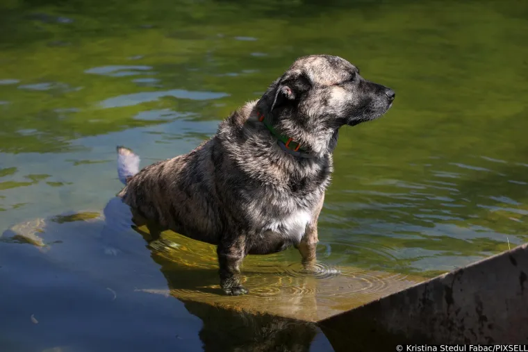 Psi su jedva dočekali skočiti u Koranu: Karlovčani poveli ljubimce na kupanje, pogledajte to veselje!