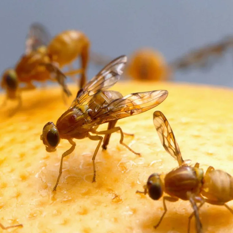 2. Voćne mušice dodaju pulpu u sok od naranče:
Jeste li ikad primijetili kako se, čim voće počne pretjerano sazrijevati, oblak Drosophila - voćnih mušica - roji, kao da dolazi ni od kuda? Ni veliki proizvođači konzerviranog soka od agruma nisu imuni na ovaj fenomen jer FDA kaže da je manje od &quot;u prosjeku pet ili više jajašca drozofile i drugih muha na 250 ml&quot; soka potpuno u redu. Ipak, malo su oštriji prema crvima Drosophila. Svakih 250 ml pregledanog soka ne može imati više od jednog u prosjeku.
