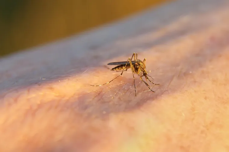 Komarce privlače ljudi koji nose tamniju odjeću, pa prijeđite na nešto šarenije čim počne toplo vrijeme. Također, trebali biste razmisliti o slojevitoj odjeći kako biste dodatno zaštitili svoju kožu. Iako, to ponekad može biti prilično teško.