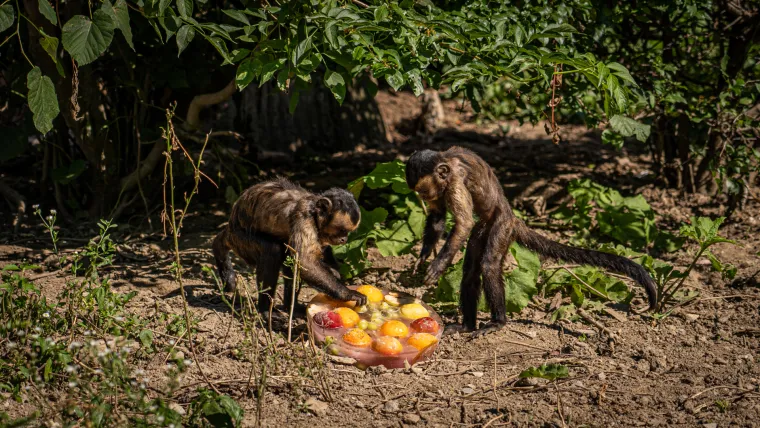 Kako vrućine trpe životinje u zagrebačkom zoološkom? Majmun Branko prvi uzme hladno voće, a bizon se odmara u hladu