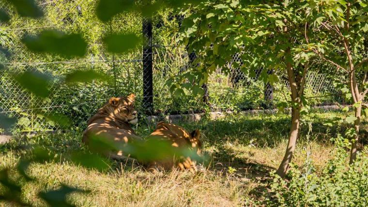 Kako vrućine trpe životinje u zagrebačkom zoološkom? Majmun Branko prvi uzme hladno voće, a bizon se odmara u hladu
