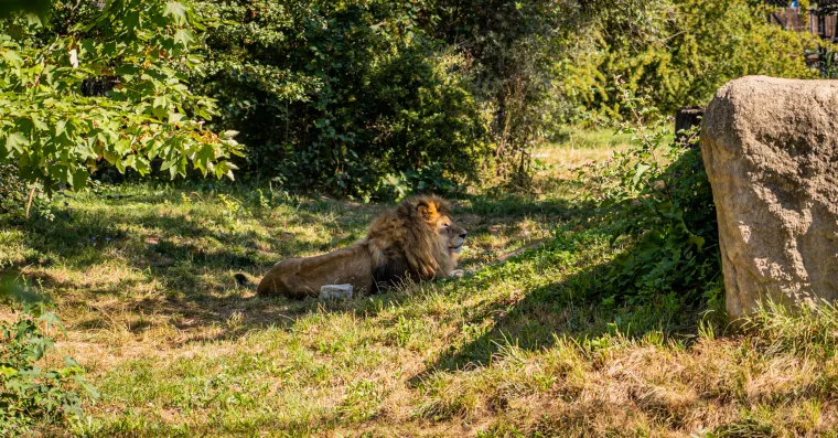 Kako vrućine trpe životinje u zagrebačkom zoološkom? Majmun Branko prvi uzme hladno voće, a bizon se odmara u hladu
