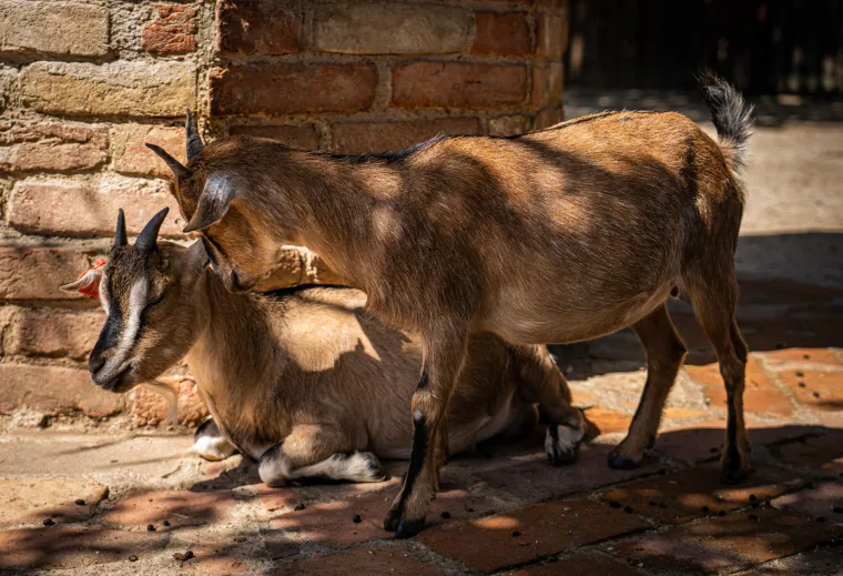 Kako vrućine trpe životinje u zagrebačkom zoolo&scaron;kom? Majmun Branko prvi uzme hladno voće, a bizon se odmara u hladu