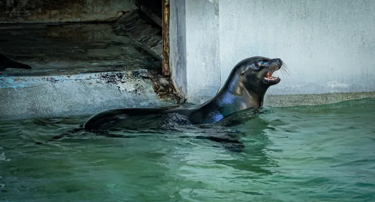 Kako vrućine trpe životinje u zagrebačkom zoolo&scaron;kom? Majmun Branko prvi uzme hladno voće, a bizon se odmara u hladu