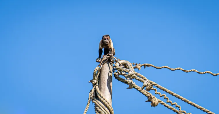 Kako vrućine trpe životinje u zagrebačkom zoolo&scaron;kom? Majmun Branko prvi uzme hladno voće, a bizon se odmara u hladu