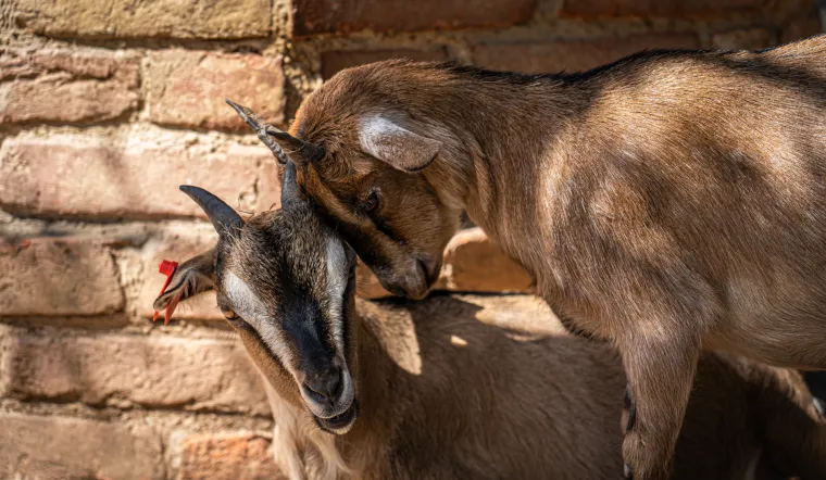 Kako vrućine trpe životinje u zagrebačkom zoolo&scaron;kom? Majmun Branko prvi uzme hladno voće, a bizon se odmara u hladu