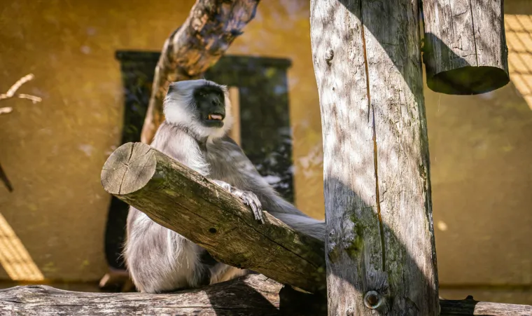 Kako vrućine trpe životinje u zagrebačkom zoolo&scaron;kom? Majmun Branko prvi uzme hladno voće, a bizon se odmara u hladu