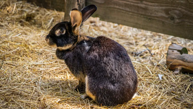 Kako vrućine trpe životinje u zagrebačkom zoolo&scaron;kom? Majmun Branko prvi uzme hladno voće, a bizon se odmara u hladu