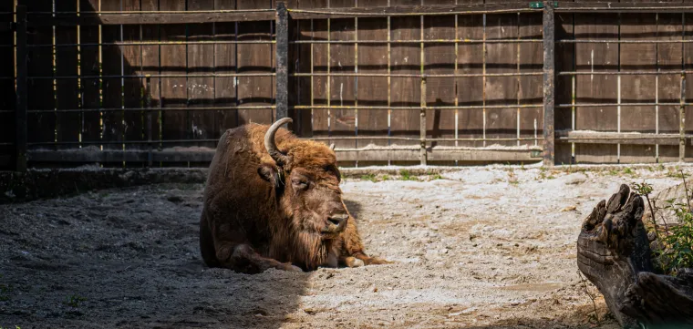 Kako vrućine trpe životinje u zagrebačkom zoolo&scaron;kom? Majmun Branko prvi uzme hladno voće, a bizon se odmara u hladu