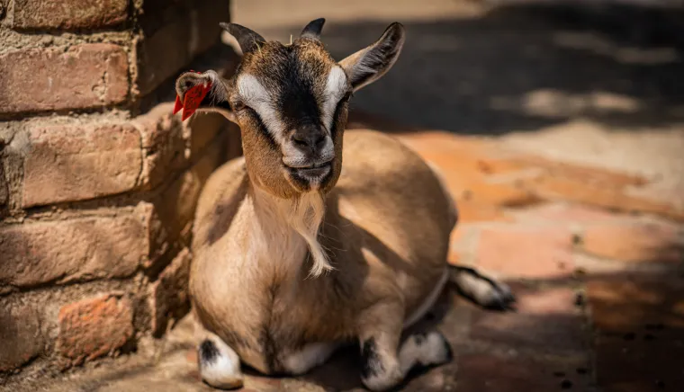 Kako vrućine trpe životinje u zagrebačkom zoolo&scaron;kom? Majmun Branko prvi uzme hladno voće, a bizon se odmara u hladu