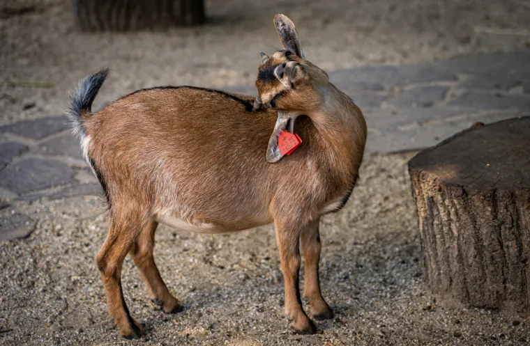 Kako vrućine trpe životinje u zagrebačkom zoolo&scaron;kom? Majmun Branko prvi uzme hladno voće, a bizon se odmara u hladu