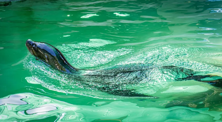 Kako vrućine trpe životinje u zagrebačkom zoolo&scaron;kom? Majmun Branko prvi uzme hladno voće, a bizon se odmara u hladu