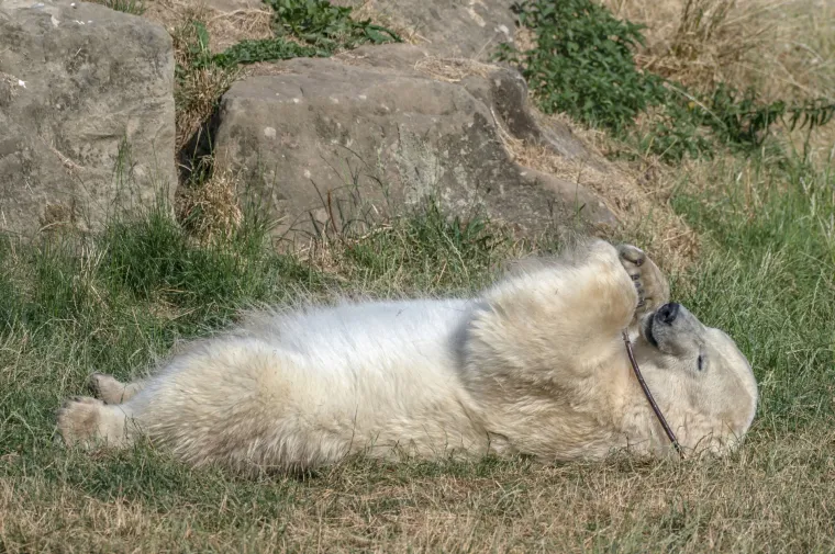 Rekordne vrućine u Britaniji: Živa u termometru će se popeti i do 41 stupanj, traži se spas od visokih temperatura