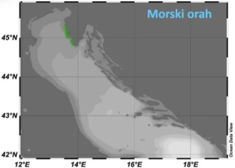 Gdje su sve primijećene meduze na Jadrana u tjednu od 9. do 15. srpnja
