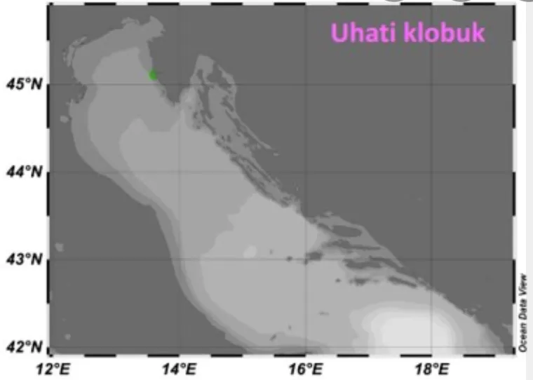 Gdje su sve primijećene meduze na Jadrana u tjednu od 9. do 15. srpnja