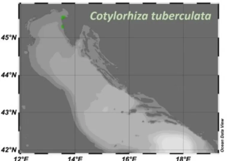 Gdje su sve primijećene meduze na Jadrana u tjednu od 9. do 15. srpnja