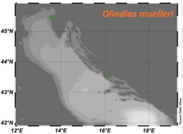 Gdje su sve primijećene meduze na Jadrana u tjednu od 9. do 15. srpnja