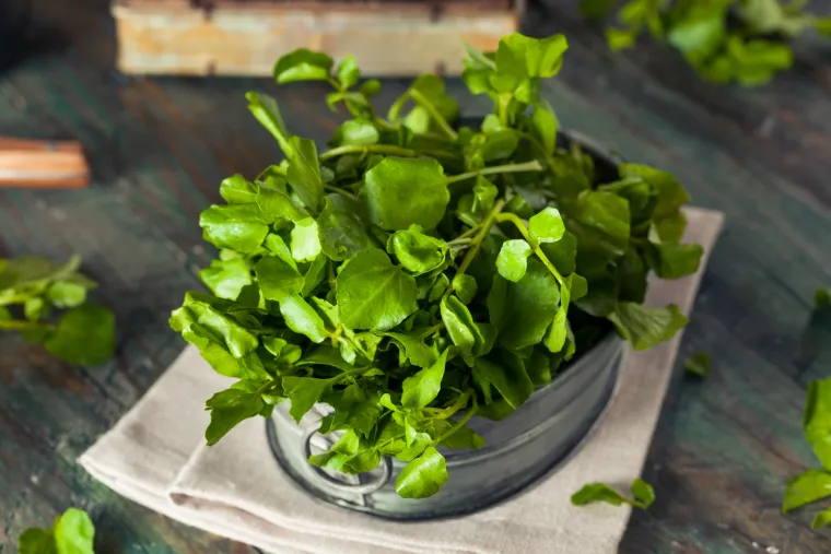 Ljekovita potočarka iznimno je hranjiva biljka. Bogata je vitaminima A, B, D i E, mineralima, proteinima i vlaknima. Sadrži više vitamina C od limuna te više željeza od špinata. Osušeni listovi ove biljke i njezine sjemenke mogu se koristiti kao začin i dodavati juhama ili varivima. Ljekovita potočarka olakšava probavne te reumatske tegobe, a olakšava i bolesti dišnih te mokraćnih puteva.