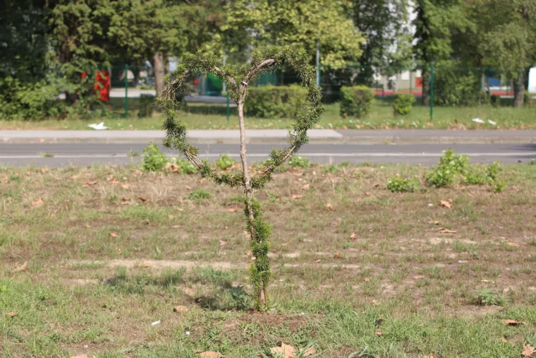Na mjestu pada drona u blizini studentskog doma posađena su stabalca u obliku srca