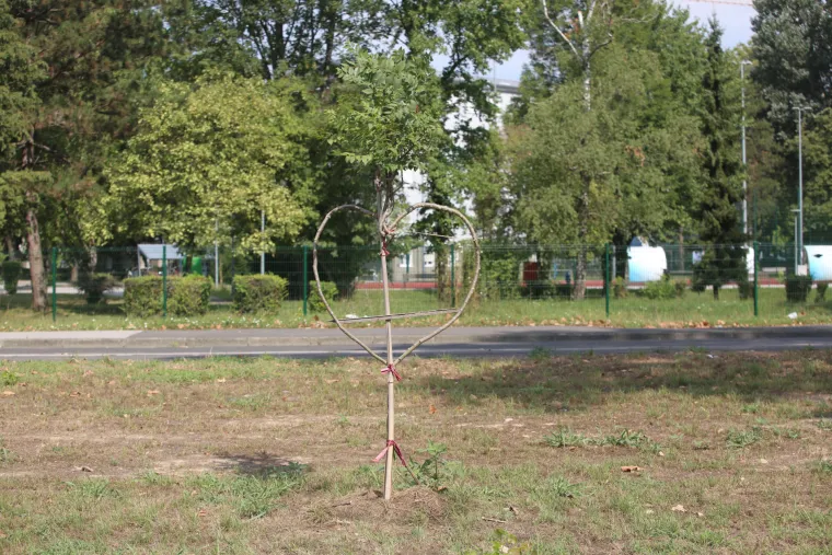 Na mjestu pada drona u blizini studentskog doma posađena su stabalca u obliku srca