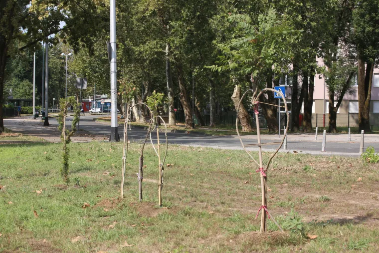 Na mjestu pada drona u blizini studentskog doma posađena su stabalca u obliku srca
