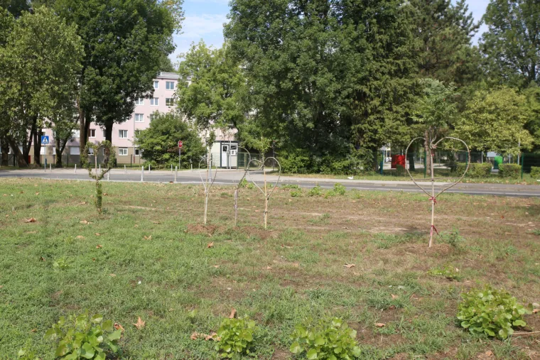 Na mjestu pada drona u blizini studentskog doma posađena su stabalca u obliku srca