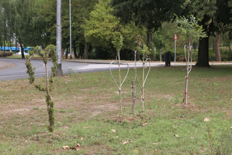 Na mjestu pada drona u blizini studentskog doma posađena su stabalca u obliku srca