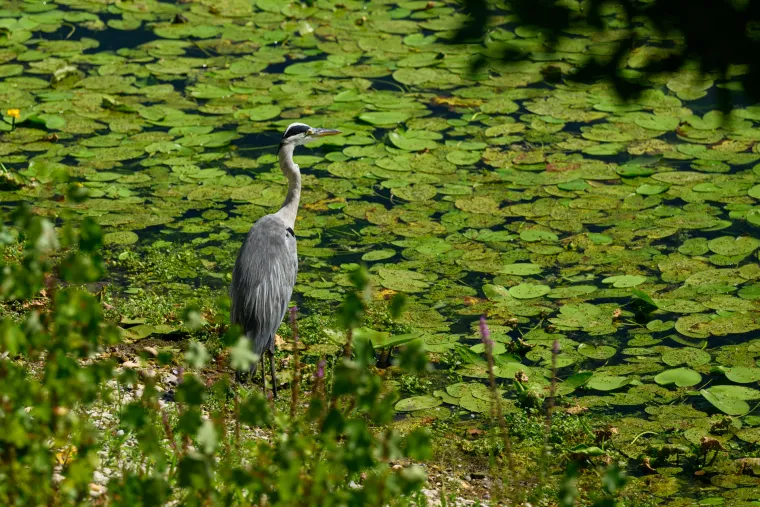 Pogledajte prizore Jaruna koji je prekriven muljem i smećem, a kupači plivaju među lopočima
