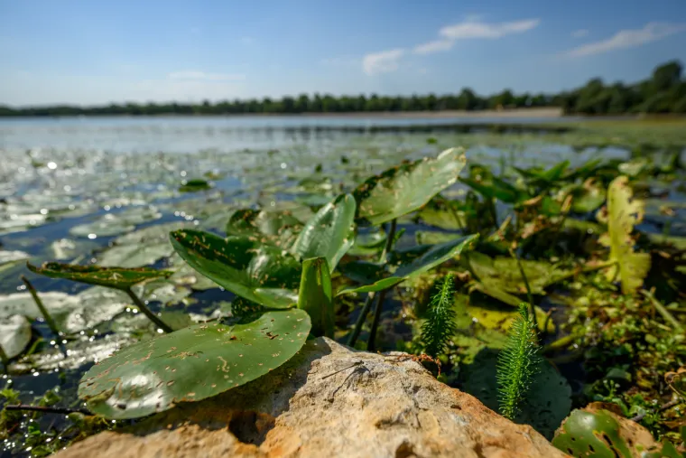 Pogledajte prizore Jaruna koji je prekriven muljem i smećem, a kupači plivaju među lopočima