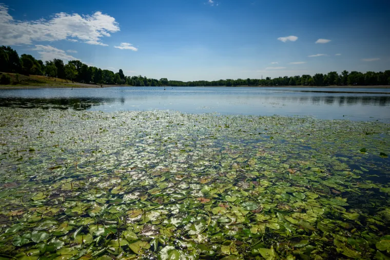 Pogledajte prizore Jaruna koji je prekriven muljem i smećem, a kupači plivaju među lopočima