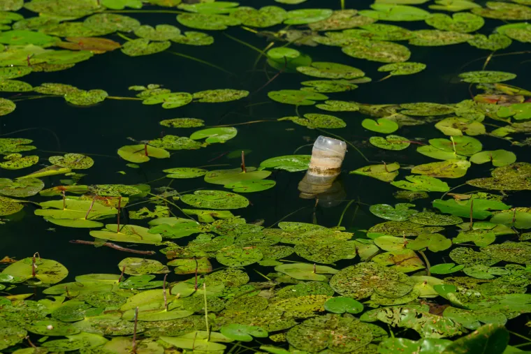 Pogledajte prizore Jaruna koji je prekriven muljem i smećem, a kupači plivaju među lopočima