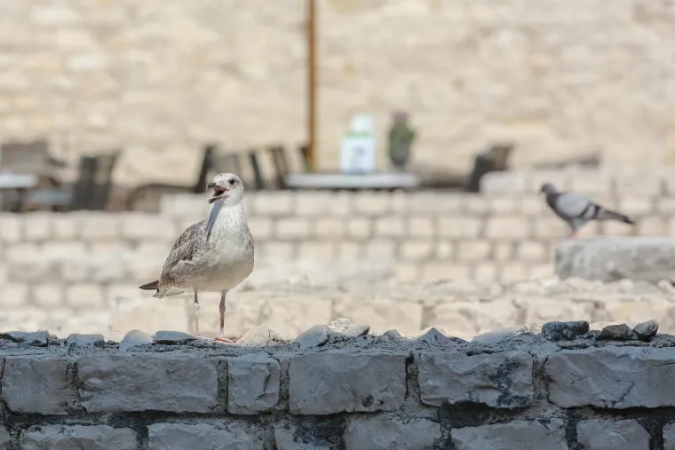U moru, u hladu, pod kapom ili čak ki&scaron;obranom: Toplotni val i dalje udara, a evo kako se danas uživa u ljetu