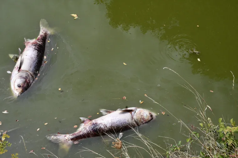 Užasan prizor: Stotine kilograma ribe uginulo oko Tvrđave Brod. Sve smrdi po truleži!