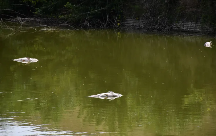 Užasan prizor: Stotine kilograma ribe uginulo oko Tvrđave Brod. Sve smrdi po truleži!