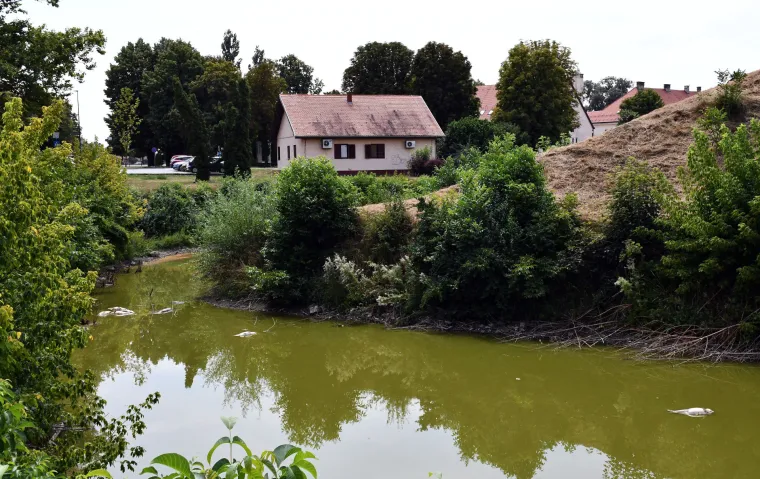 Užasan prizor: Stotine kilograma ribe uginulo oko Tvrđave Brod. Sve smrdi po truleži!