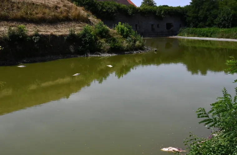 Užasan prizor: Stotine kilograma ribe uginulo oko Tvrđave Brod. Sve smrdi po truleži!