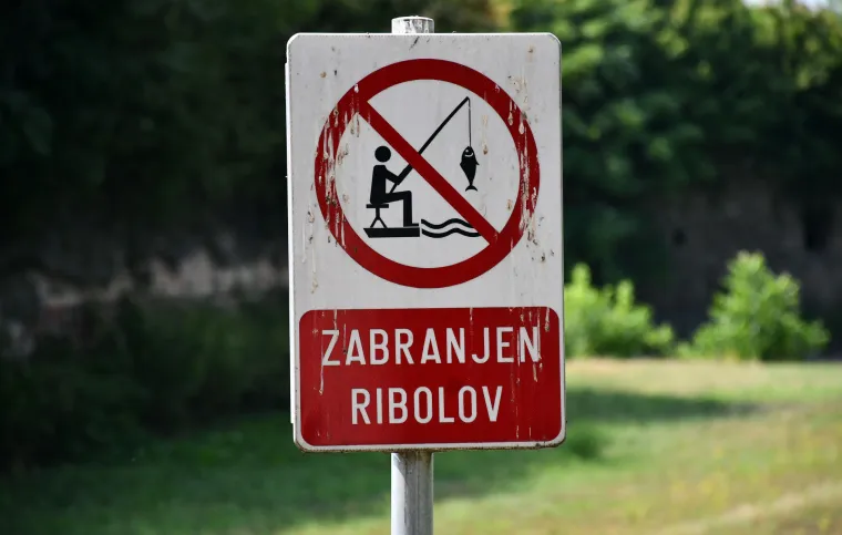 Užasan prizor: Stotine kilograma ribe uginulo oko Tvrđave Brod. Sve smrdi po truleži!