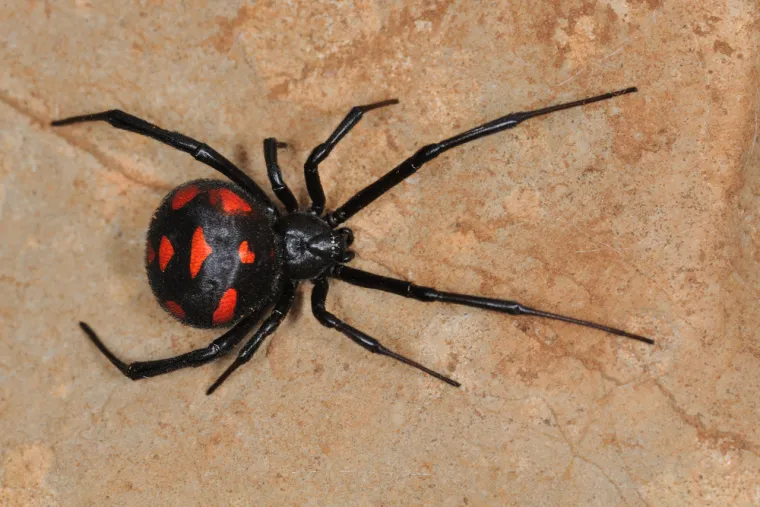 1. Ugriz crne udovice:Crna udovica (lat. latrodectus tredecimguttatus) najotrovniji je pauk u Europi. Unatoč tome što njezin otrov nije smrtonosan i što grize isključivo u samoobrani, sam spomen njezina imena izaziva nelagodu i strah. U našim krajevima (Istra, Dalmacija, primorje, otoci) nalazimo je u prirodi od sredine lipnja do rane jeseni. Kad zahladi, ugiba, ali prije toga ostavlja brojna jajašca na zaklonjenim mjestima tzv. kokone iz kojih izlaze mladi pauci. Pauci su prepoznatljivi po okruglom smeđe-crnom tijelu s pjegama (obično ih ima 13) čija boja varira od žutonarančaste do crvene (ovisno o zrelosti pauka). Pauk ima dvije otrovne žlijezde, koje se stisnu pri ugrizu i izluče otrov u izvodne kanale. Toksin je crne udovice neurotropan, a potiče otpuštanje različitih neuroprijenosnika s posljedičnom prekomjernom stimulacijom neuromišićnih spojnica.