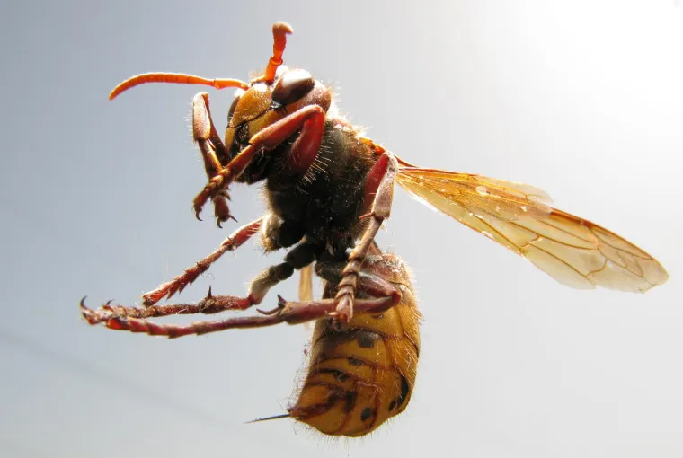 2. Ubod insekta    Unatoč tome što postoji više od milijun vrsta insekata, alergijske reakcije na ubod insekta u našim se krajevima najčešće javljaju nakon uboda pčela, bumbara, osa, stršljena i mrava. Kod uboda pčele u ranici ostaje žalac s mjehurićem otrova iz zatka, koji je potrebno što prije ukloniti. Za razliku od pčela i bumbara koji napadaju samo kad su uznemireni, stršljeni i ose izrazito su agresivni insekti, ne ostavljaju žalac i mogu ubosti nekoliko puta. Otrov stršljena i osa toksičniji je i alergijske reakcije na njihov ubod obično su teže i ozbiljnije naravi. Alergijske reakcije na ubod mrava znatno su rjeđe.