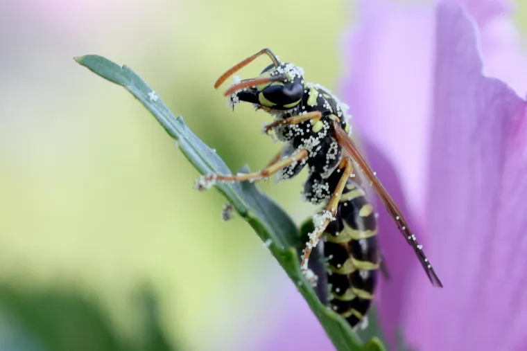 Prva pomoć kod uboda insekta: Ako je reakcija na ubod insekta lokalizirana, potrebno je staviti hladni oblog na mjesto uboda, ali ako se oteklina i crvenilo nastave povećavati, potrebno je zatražiti pomoć liječnika koji najčešće propisuje kortikosteroidnu kremu i/ili antihistaminske lijekove. U slučaju sustavne alergijske reakcije (anafilaktičkog šoka) potrebno je što hitnije zatražiti liječničku pomoć. Osim primjene adrenalina, antihistaminskih i kortikosterodinih lijekova, osobe s anafilaktičkom reakcijom potrebno je hospitalizirati, jednako kao i sve osobe koje su prethodno doživjele sustavnu alergijsku reakciju na ubod insekta, angioedem (oteklina mekih tkiva, osobito usnica, vjeđa ili sluznice usne šupljine) ili bronhospazam (otežano disanje).Sve osobe koje su već doživjele anafilaktičku reakciju na ubod insekta sa sobom trebaju nositi pribor za samopomoć (adrenalin koji se primjenjuje autoinjektorom, tablete antishistaminika i eventualno kortikosteroida), te što prije potražiti liječničku pomoć