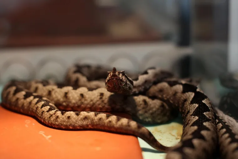 3. Ugriz zmijeU našim su krajevima otrovne dvije vrste zmija: poskok (lat. Vipera ammodytes) i riđovka (lat. Vipera berus). Obje zmije karakterizira trokutasti oblik glave, uske eliptične oči, tijelo koje je kraće i zdepastije u odnosu na neotrovne zmije, kao i tamna vijugava linija koja se proteže od glave sve do vrha repa (tzv. Kainov znak). Međutim, poskok ima još i karakterističan roščić na vrhu nosa, te se specifično kreće.