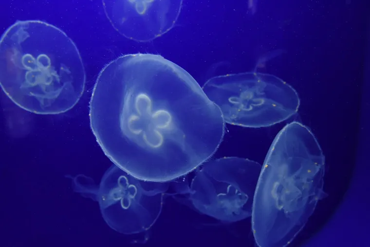 4. Ubod meduze Meduze spadaju u red žarnjaka, a u Jadranu živi nekoliko vrsta otrovnih meduza od kojih su napoznatiji uhati klobuk (lat. Aurelia aurita), morska mjesečina (lat. Pelagia noctiluca) i morsko pluće (lat. Rhizostoma pulmo). Meduze su želatinozna stvorenja, građena uglavnom od vode, koja nemaju dobru kontrolu vlastitog kretanja, pa uglavnom plutaju nošena morskim strujama. Meduze imaju duge lovke („krakove“) sa žarnim stanicama koje luče otrovni sadržaj. Dodirnu li se, dolazi do izbacivanja žarne niti (poput harpuna) koja ubada tkivo koje ju je dodirnulo i prenosi otrov. Većina uboda događa se slučajnim kontaktom s meduzama tijekom plivanja. 