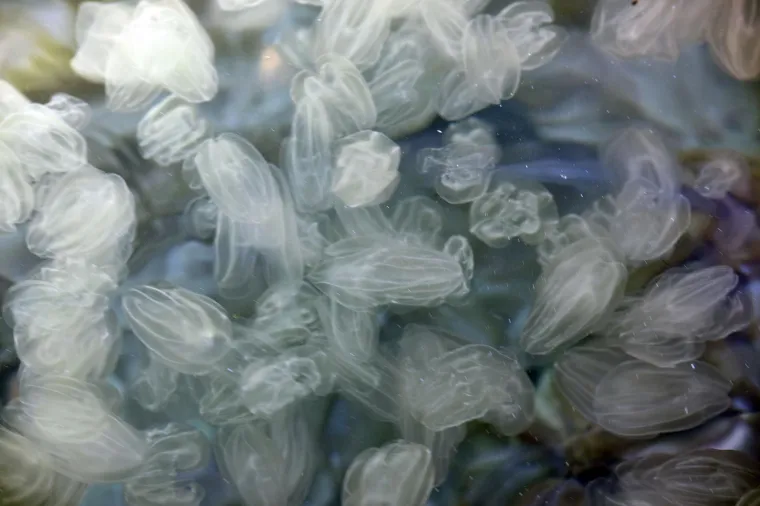 Prva pomoć kod uboda meduze:Nakon uboda bitno je ostati miran (koliko i ako je to moguće) te ne trljati mjesto uboda, jer se time otrov dodatno utrlja u tkivo. Mjesto uboda treba isprati morskom vodom (nikako slatkom jer pojačava osjet bola!), a lovke se mogu pokušati odstraniti pincetom (ne prstima!). Mjesto je uboda dobro isprati octom ili alkoholom (blokiraju „neeksplodirane“ žarnice). Postoje lijekovi, kreme i masti koji smanjuju upalu i svrbež (kortikosteroidni i antihistaminski preparati). Međutim, njima se nije dopušteno koristiti bez liječničke upute i nadzora. Ako je zahvaćena ruka ili noga, treba je imobilizirati.Ubodi na području očiju, lica, usta ili genitalija zahtijevaju hitnu medicinsku pomoć.Ubod na području očiju (lokalna upala, crvenilo, oteklina i suzenje) može biti jako opasan jer može uzrokovati trajno oštećenje vida. Ubodi oka moraju se temeljito isprati tekućom vodom (ne morskom) i što prije treba potražiti liječničku pomoć.Ubod na području usta može uzrokovati velike teškoće s disanjem i gutanjem, pa je nužno što prije doći do najbliže zdravstvene ustanove.  U vrlo rijetkim slučajevima može nastati stanje opće alergijske reakcije i šoka koje se manifestira poteškoćama u disanju, općom slabosti, glavoboljom, povraćanjem, grčenjem mišića i promjenama tjelesne temperature i svijesti. Tada je zbog ozbiljnosti stanja nužno unesrećenog što prije dovesti do najbliže zdravstvene ustanove, a u međuvremenu, ako je potrebno, provesti postupak oživljavanja.Potrebno je upozoriti da i mrtva meduza može opeći, pa ako je nađete na obali, nemojte je dirati golim rukama!