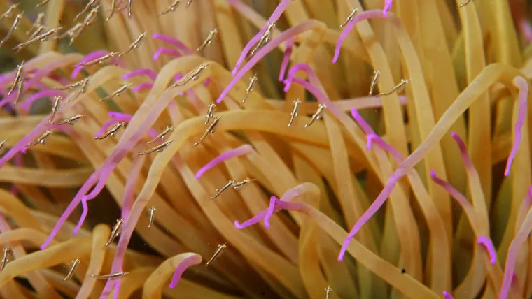 5. Ubod vlasulje: Vlasulje nalikuje morskom bilju, međutim spadaju u red žarnjaka. One borave pričvršćene na morsko dno. U Jadranu su česte smeđa vlasulja (lat. Anemonia sulcata) i crvena vlasulja (lat. Actinia equina), dok je vrlo otrovna zelena vlasulja (lat. Actinia cari) rijetka. Vlasulje na svojim lovkama („krakovima“) sadržavaju žarnice ispunjene otrovom. 