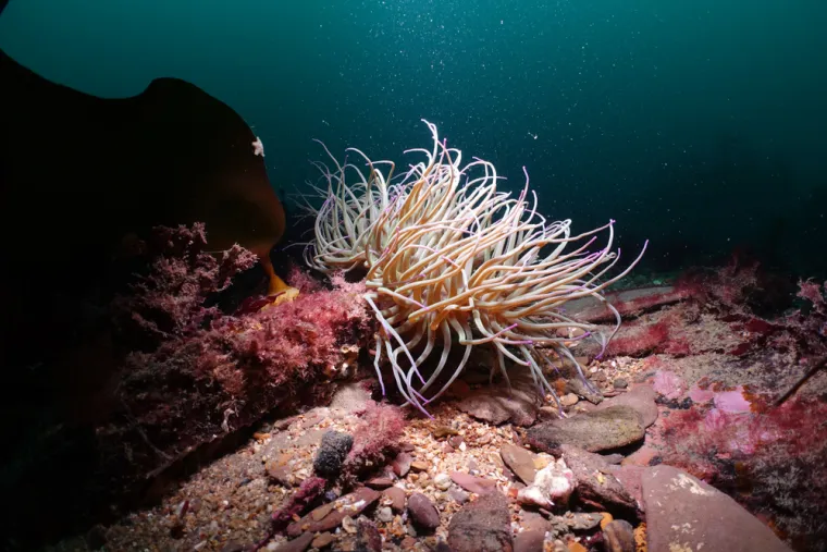 Simptomi uboda vlasulje:Pri dodiru s vlasuljom osjeti se ubod poput žalca (bol ne mora biti jak). Nakon nekoliko minuta pojave se na koži crveni krugovi/osip koji obično nestanu tijekom jednog dana. Katkad se mogu javiti i mjehurići na koži, a zbog svrbeža nije rijetka ni sekundarna infekcija kože. 